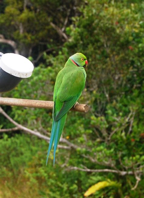 Rebuilding Paradise, Conservation on Mauritius