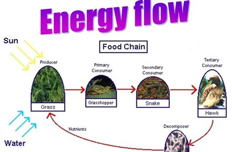 Teaching biology: Energy Flow