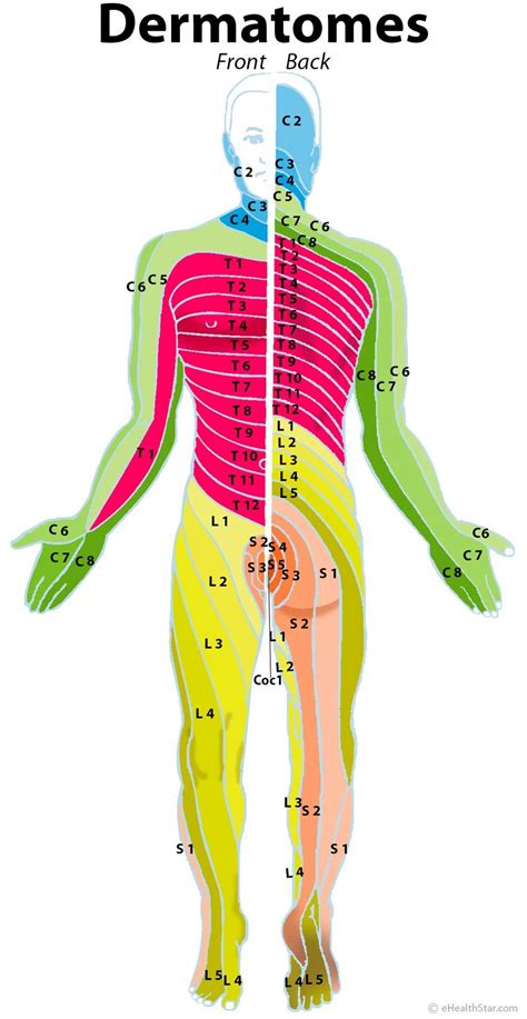 Dermatomes: cervical, lumbar, sacral; herniated disc | Anatomy ...