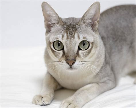 Singapura cat breed description, characteristics, appearance, history ...