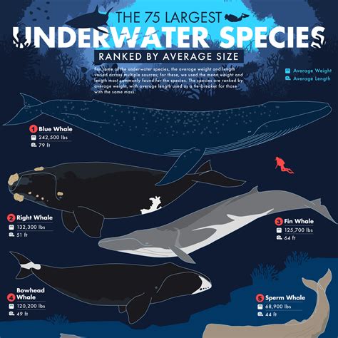 Biggest Animals In The World Chart