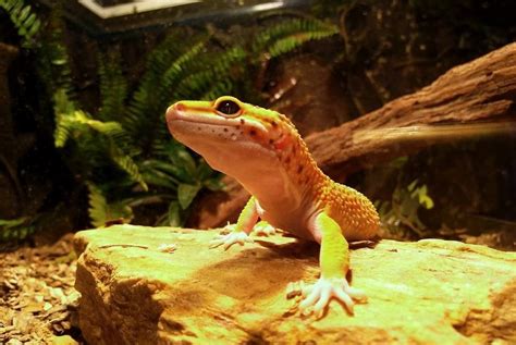 How To Provide Your Leopard Gecko With Perfect Habitat