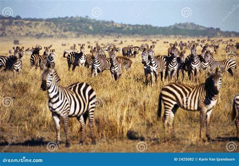 Zebra Herd During Serengeti Migration Stock Photography - Image: 2425082