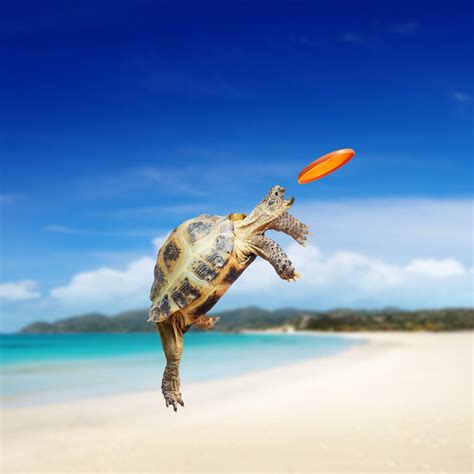 Baby Sea Turtle Wallpapers - Top Free Baby Sea Turtle Backgrounds ...