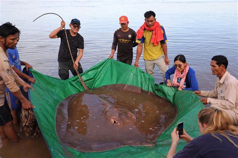 Undersea giant: Fishermen accidentally hook giant endangered stingray ...