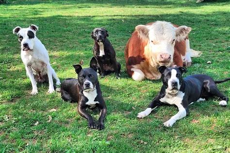 Small Cow Becomes Best Friends With His Family Dogs