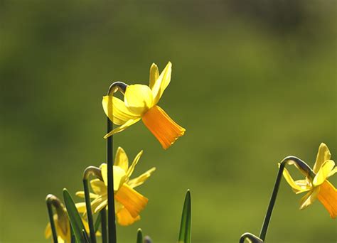 Miniature Daffodils: Growing and Garden Design Tips - Horticulture