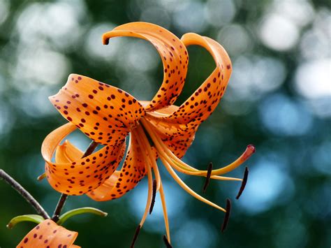 My Nature Photography: Orange Tiger Lily