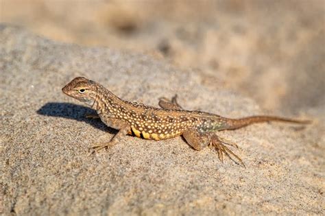 Sand Lizard Fact File Information | New Forest National Park