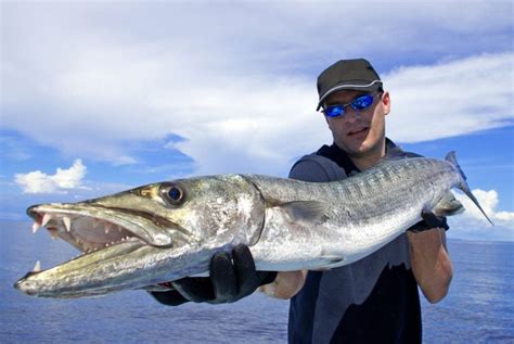 Do Barracudas Attack Humans?