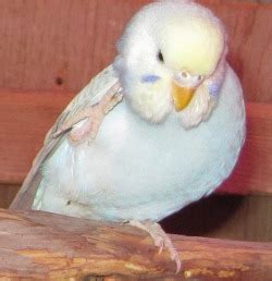 Budgie Care - Welcome to Budgies 101