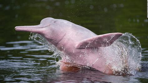 Amazon River Dolphins: Pink Freshwater Dolphins That Eat Piranhas ...