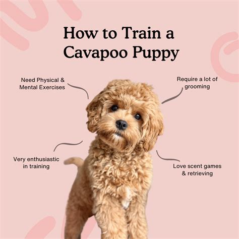 How to train a Cavapoo Puppy | Complete Training Guide