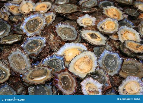 Limpet - Edible Snail Stock Photos - Image: 24635523