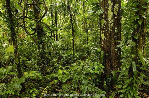 Minden Pictures - Tropical rainforest understory, Yasuni National Park ...