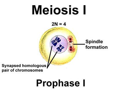 Prophase I