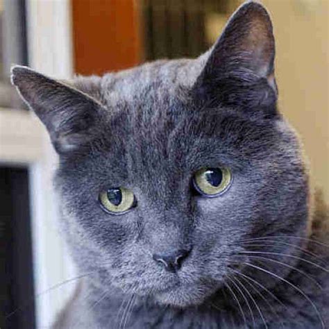 Domestic Short Hair and Russian Blue mixed Rescue Cat for Adoption in ...