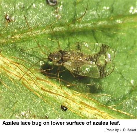 Azalea Lace Bug | NC State Extension Publications