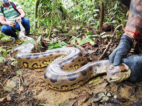 EN VIDEO: Una anaconda de 4,5 metros regresa a su hábitat Amazonas ...