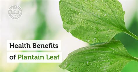 Health Benefits of Plantain Leaf