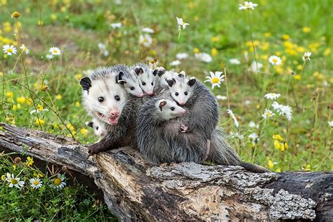 15 Things You Didn't Know About Opossums - WorldAtlas