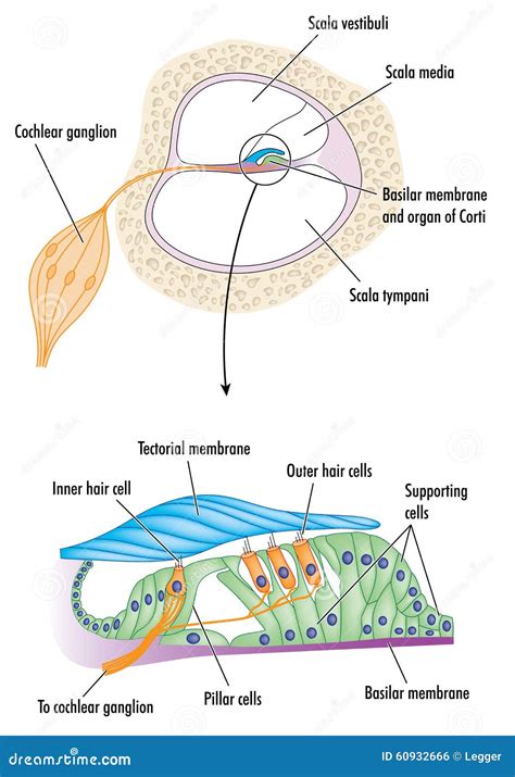 Corti Clipart And Illustrations