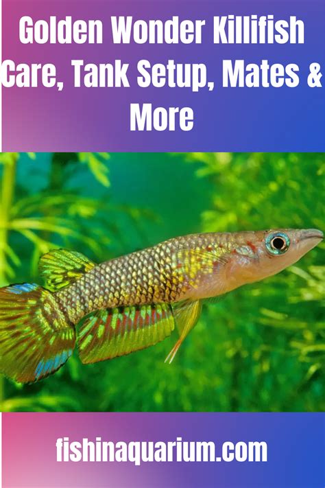 Golden Wonder Killifish Care, Tank Setup, Mates & More | Fish care ...