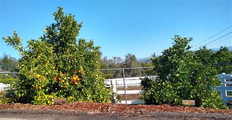 Cara Cara navel orange tree: a profile - Greg Alder's Yard Posts ...