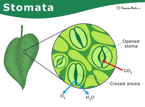 Stomata: Definition, Types, Structure, & Function