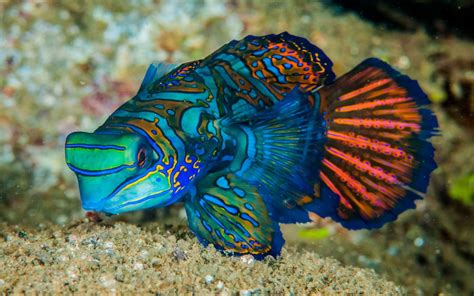 Mandarinfish Fish Is A Small Exotic Colorful Fish Of The Dragonet ...