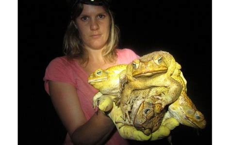 The rapid spread of Australia's cane toad pests - BBC News