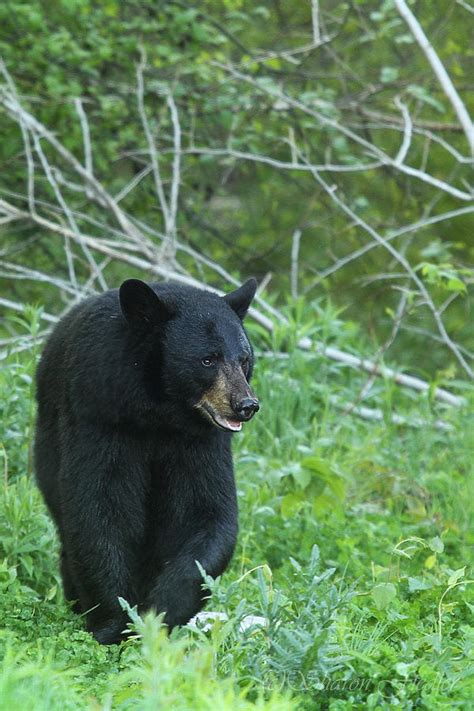 Maine Black Bear Photograph by Sharon Fiedler - Fine Art America