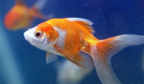 Can Goldfish Live Alone? (And Do Goldfish Get Lonely?)