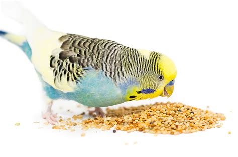 Is Bird Food Toxic To Dogs