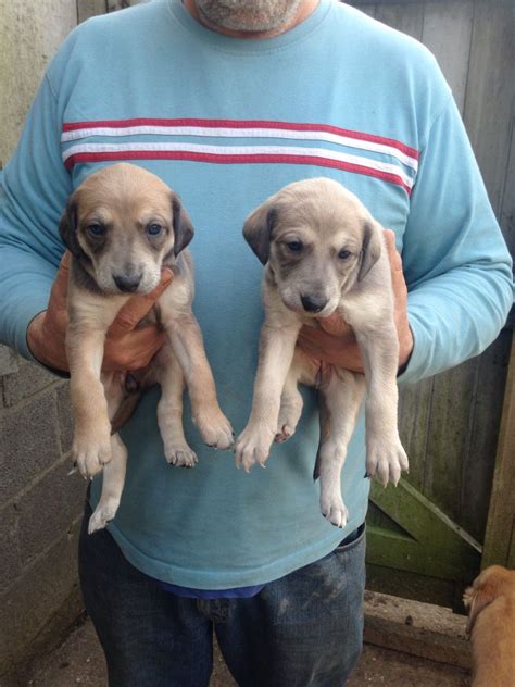 Lurcher Puppies For Sale | Beaverton, OR #194479 | Petzlover