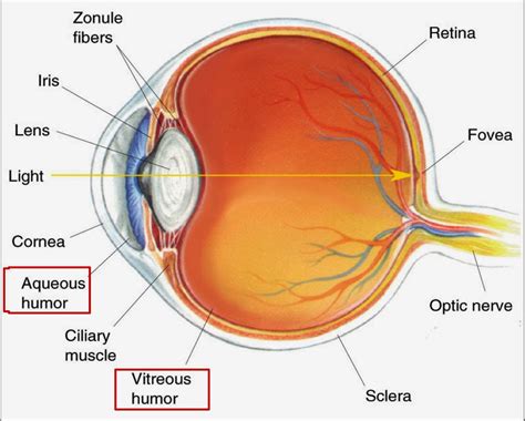 Vitreous Humor Definition - What is Vitreous Humor - Ency123