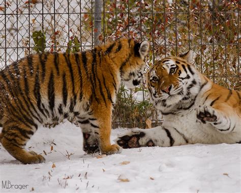 Tiger Mother and Cub