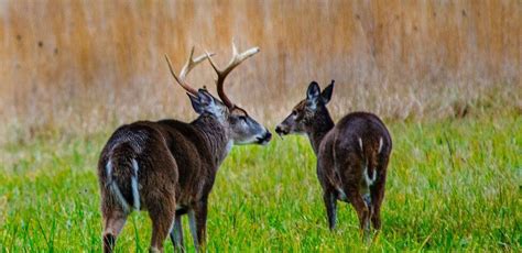 Taking Mature Buck Deer on Public Lands Day 5: Identifying the Timing ...