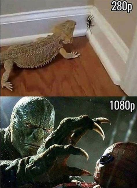 The best lizard memes :) Memedroid