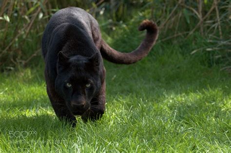 Black Panther Hunting Prey