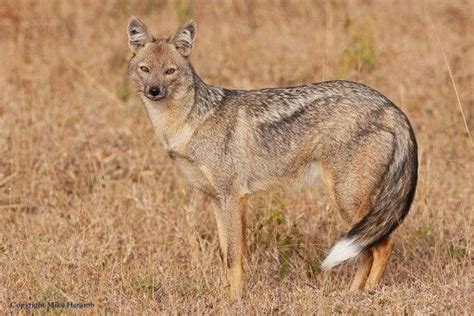 Side striped jackal | Every dog breed, Wild dogs, African wildlife