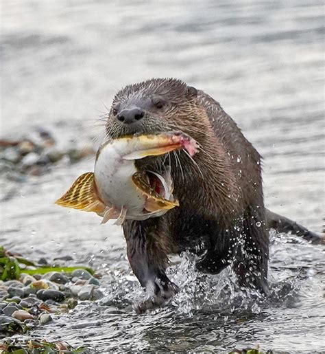 Webinar: Pacific NW River Otter: Habitat, Ecology, and Health (7/26/21 ...