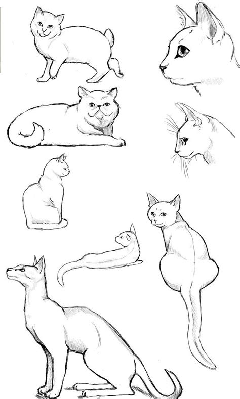 Cat Poses: Study 2 | Cat sketch, Cat anatomy, Cat drawing