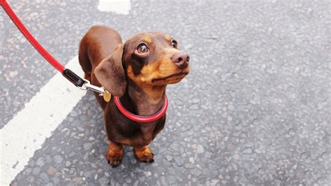 The best dog leads to help with walkies UK 2024