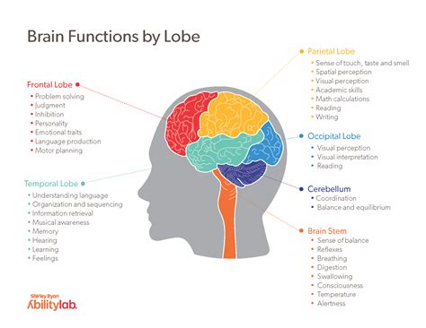 Main Parts Of The Brain And Functions