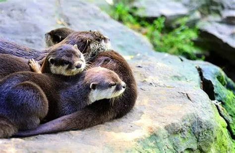 River Otter - Description, Habitat, Image, Diet, and Interesting Facts