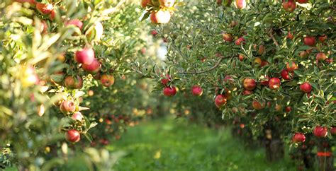 🍎 County Line Orchard located in Hobart, Indiana