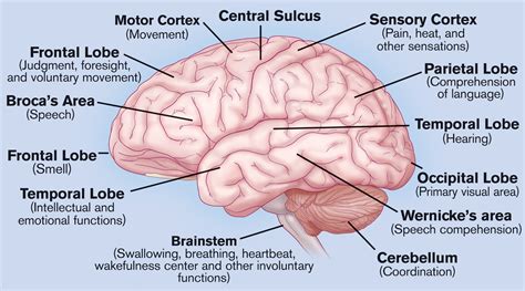 Pin by david K on visual Library | Brain structure, Brain anatomy ...