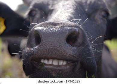 4,421 Cow Teeth Royalty-Free Photos and Stock Images | Shutterstock