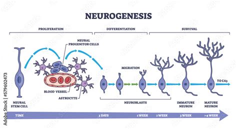 Neurogenesis as detailed neuron development process stages outline ...